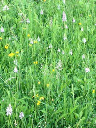 Orchids on Bradgers Hill.