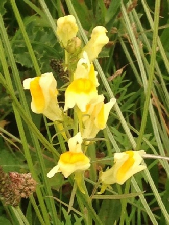 Toadflax growing on Bradgers Hill. Photo taken by Paul Hammond.