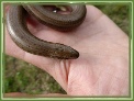Slow Worms