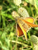 Essex skipper Butterfly